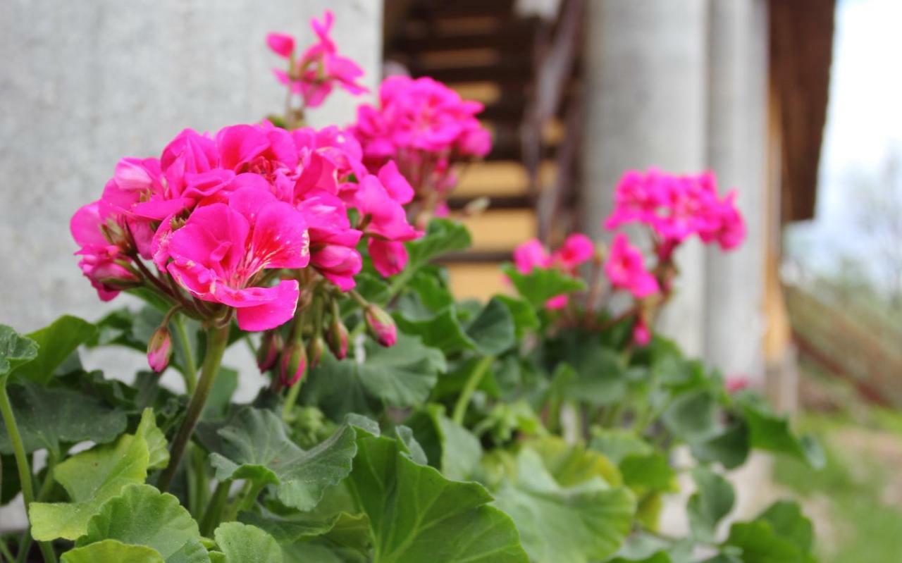 Hommik House Villa Otepaa Ngoại thất bức ảnh